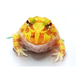 R Żaba rogata (Ceratophrys cranwelli) - Albino | Bezogonowe | Vantis Terra