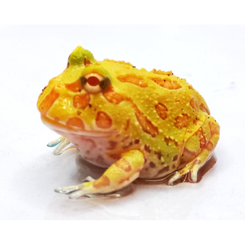 Żaba rogata (Ceratophrys cranwelli) - Albino | Bezogonowe | Vantis Terra Żaba rogata (Ceratophrys cranwelli) - Albino | Bezogonowe | Vantis Terra