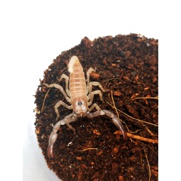 Skorpion Heterometrus silenus ( ex. petersii) - L2 | Skorpiony | Vantis Terra Skorpion Heterometrus silenus ( ex. petersii) - L2 | Skorpiony | Vantis Terra