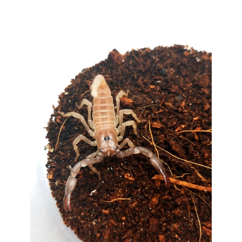 Skorpion Heterometrus silenus ( ex. petersii) - L2 | Skorpiony | Vantis Terra Skorpion Heterometrus silenus ( ex. petersii) - L2 | Skorpiony | Vantis Terra