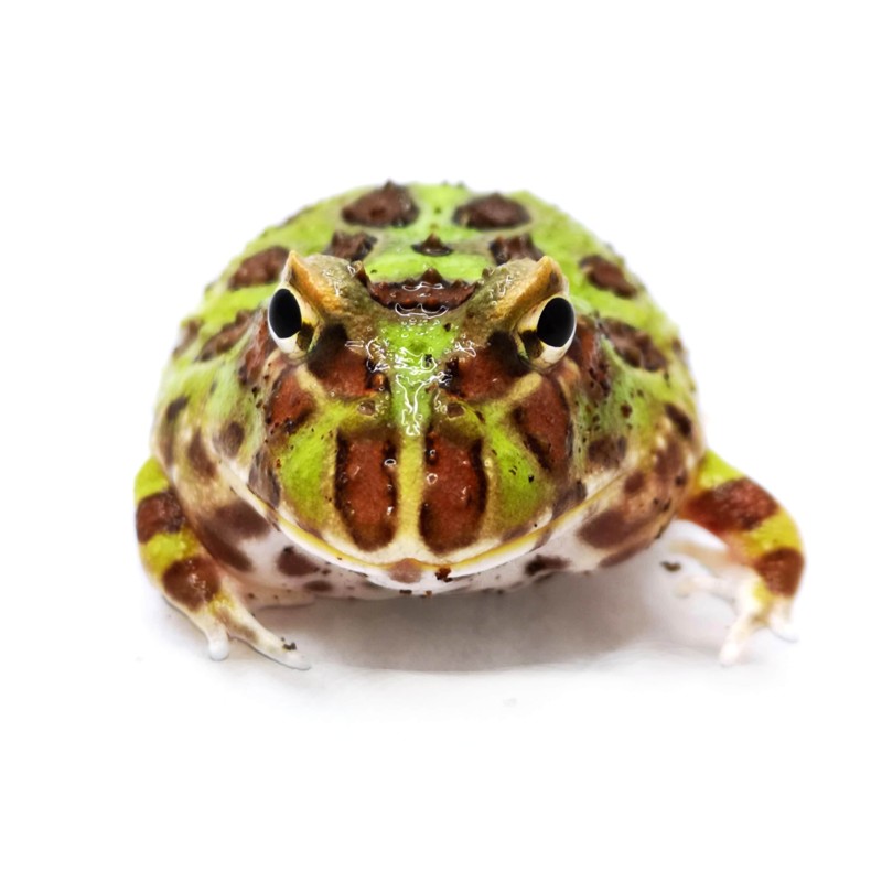 Żaba rogata (Ceratophrys cranwelli) - classic | Bezogonowe | Vantis Terra