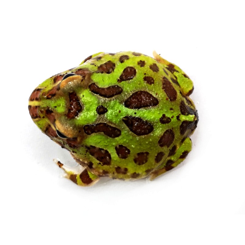 Żaba rogata (Ceratophrys cranwelli) - classic | Bezogonowe | Vantis Terra Żaba rogata (Ceratophrys cranwelli) - classic | Bezogonowe | Vantis Terra