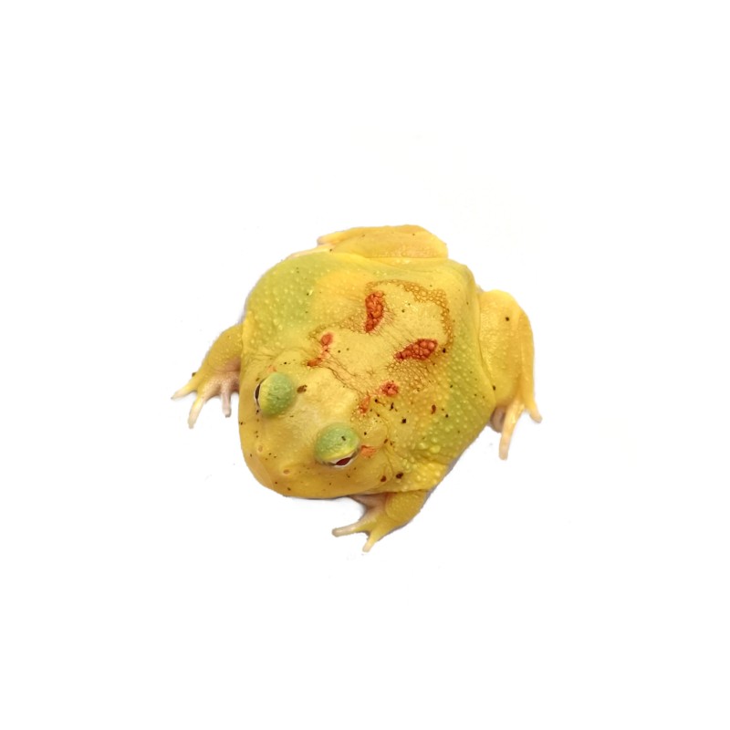 Żaba rogata (Ceratophrys cranwelli) - Pikachu | Bezogonowe | Vantis Terra