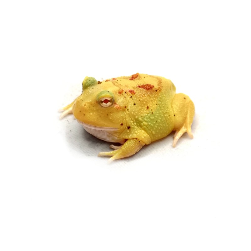 Żaba rogata (Ceratophrys cranwelli) - Pikachu | Bezogonowe | Vantis Terra