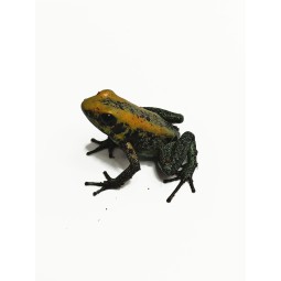 Liściołaz dwubarwny (Phyllobates bicolor) | Bezogonowe | Vantis Terra