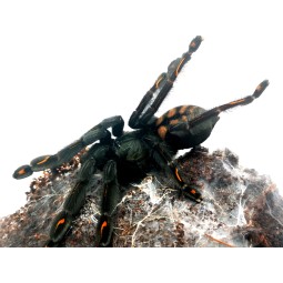 Pssalmopoeus irminia samica...