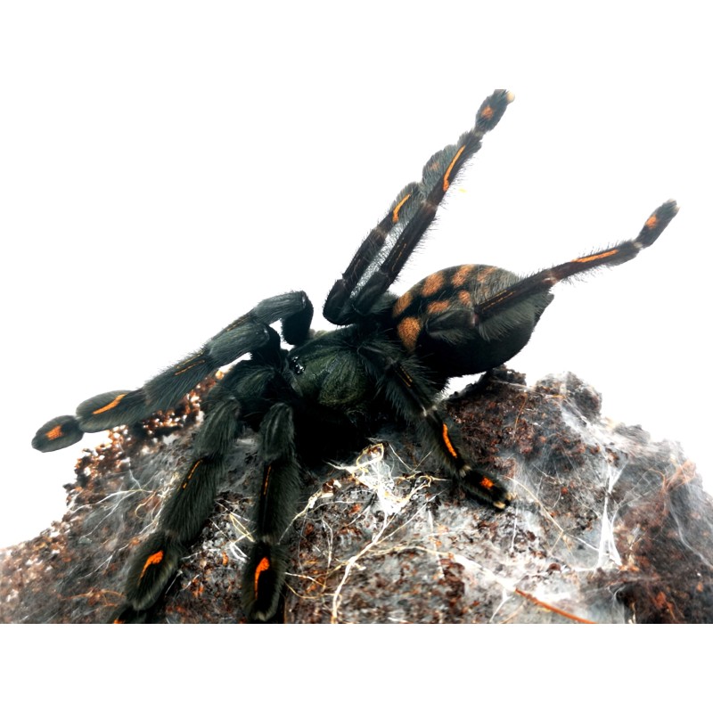 Psalmopoeus irminia - 3DC samica | Ptaszniki | Vantis Terra