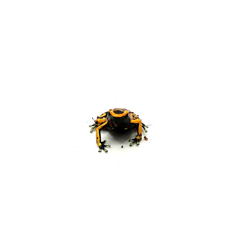 Drzewołaz żółtopasy (Dendrobates leucomelas) | Bezogonowe | Vantis Terra Drzewołaz żółtopasy (Dendrobates leucomelas) | Bezogonowe | Vantis Terra