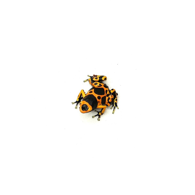 Drzewołaz żółtopasy (Dendrobates leucomelas) | Bezogonowe | Vantis Terra Drzewołaz żółtopasy (Dendrobates leucomelas) | Bezogonowe | Vantis Terra