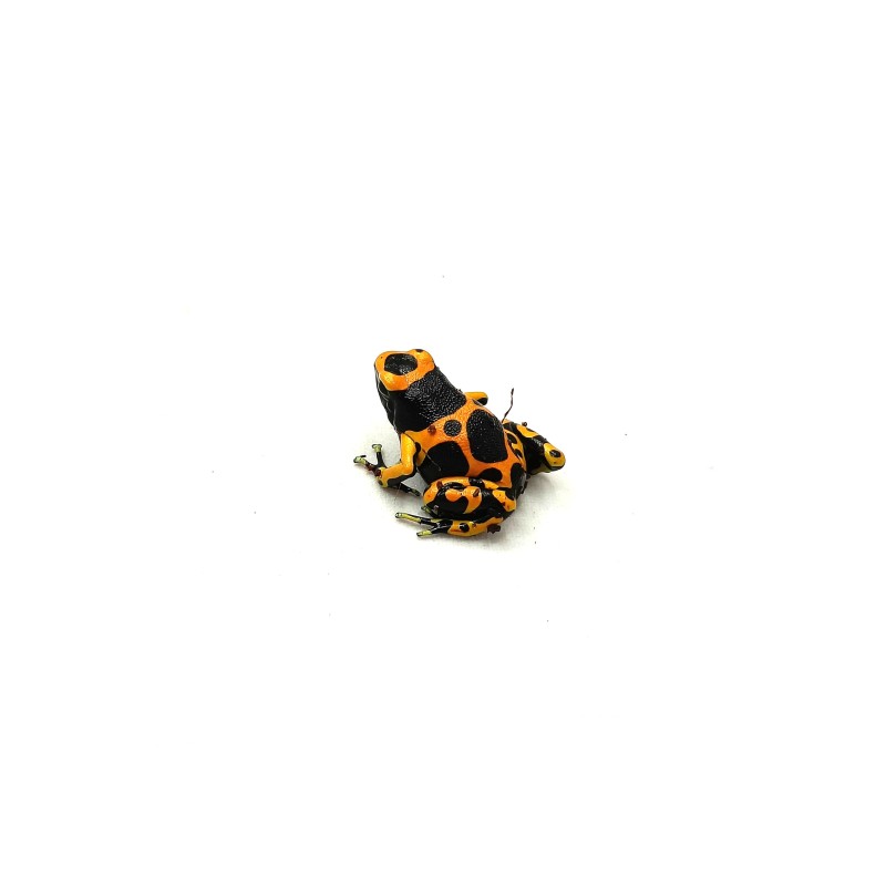 Drzewołaz żółtopasy (Dendrobates leucomelas) | Bezogonowe | Vantis Terra Drzewołaz żółtopasy (Dendrobates leucomelas) | Bezogonowe | Vantis Terra