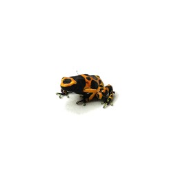 Drzewołaz żółtopasy (Dendrobates leucomelas) | Bezogonowe | Vantis Terra