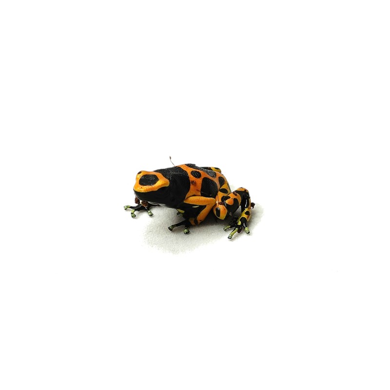 Drzewołaz żółtopasy (Dendrobates leucomelas) | Bezogonowe | Vantis Terra Drzewołaz żółtopasy (Dendrobates leucomelas) | Bezogonowe | Vantis Terra