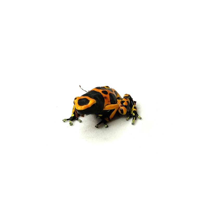 Drzewołaz żółtopasy (Dendrobates leucomelas) | Bezogonowe | Vantis Terra