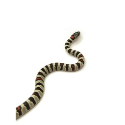 Lancetogłów meksykański (Lampropeltis mexicana) | Węże | Vantis Terra