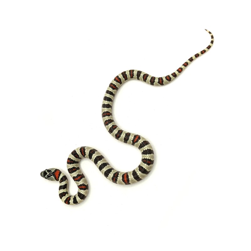 Lancetogłów meksykański (Lampropeltis mexicana) | Węże | Vantis Terra