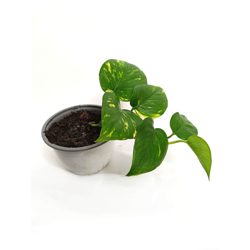 Epipremnum złociste (Epipremnum aureum) | Żywe | Vantis Terra