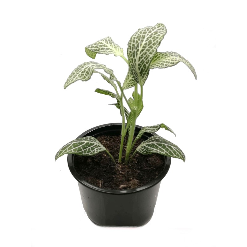 Fitonia „White Anne" (Fittonia „White Anne") | Żywe | Vantis Terra