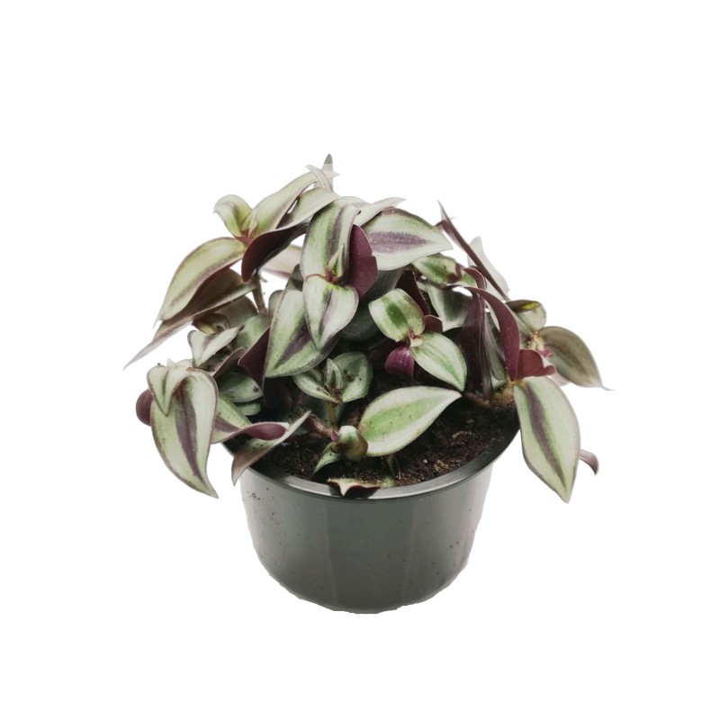 Trzykrotka zwisła (Tradescantia zebrina) | Żywe | Vantis Terra Trzykrotka zwisła (Tradescantia zebrina) | Żywe | Vantis Terra