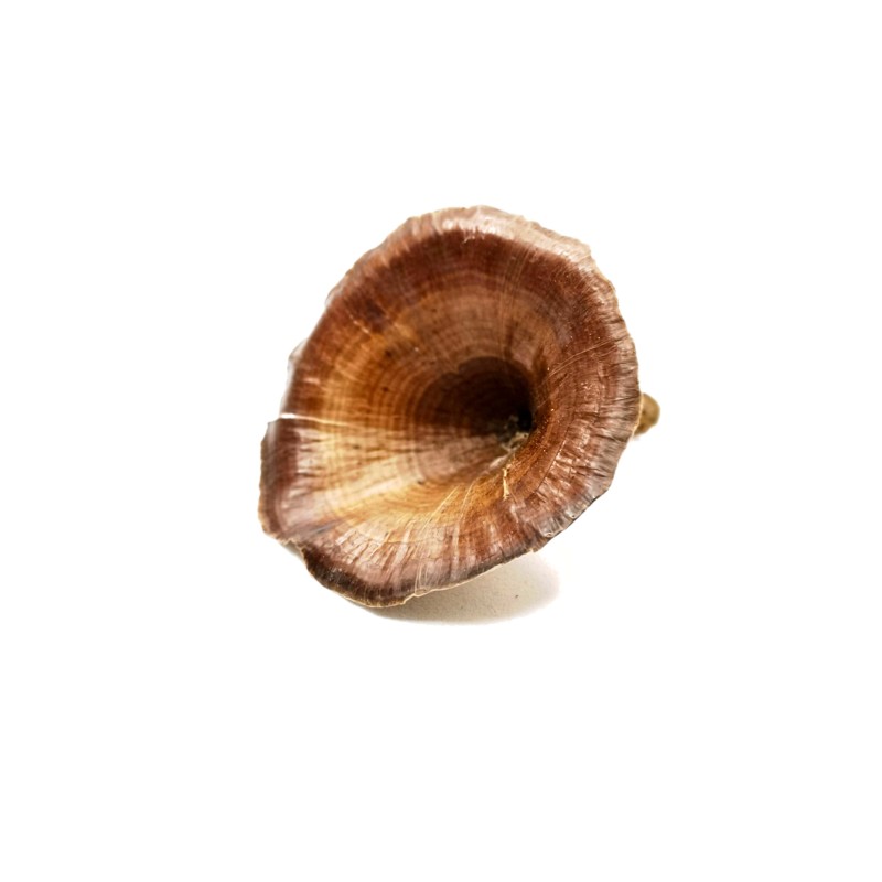 Suszony egzotyczny grzybek | Susz egzotyczny | Vantis Terra Suszony egzotyczny grzybek | Susz egzotyczny | Vantis Terra