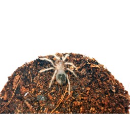 Lasiocyano sazimai ex....