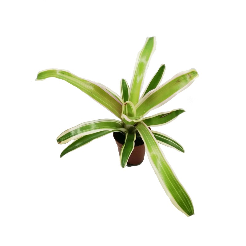 Neoregelia - Gwiaździca (Nidularium striped fireball) | Żywe | Vantis Terra Neoregelia - Gwiaździca (Nidularium striped fireball) | Żywe | Vantis Terra