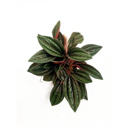 Peperomia 'brasilia'...