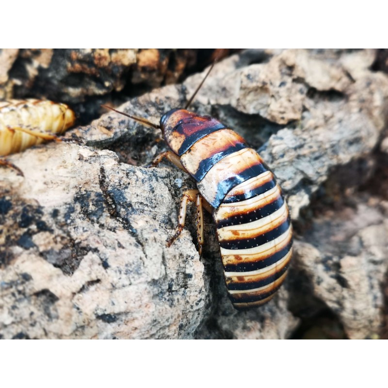 karaczan Elliptorhina javanica | Owady karmowe | Vantis Terra karaczan Elliptorhina javanica | Owady karmowe | Vantis Terra