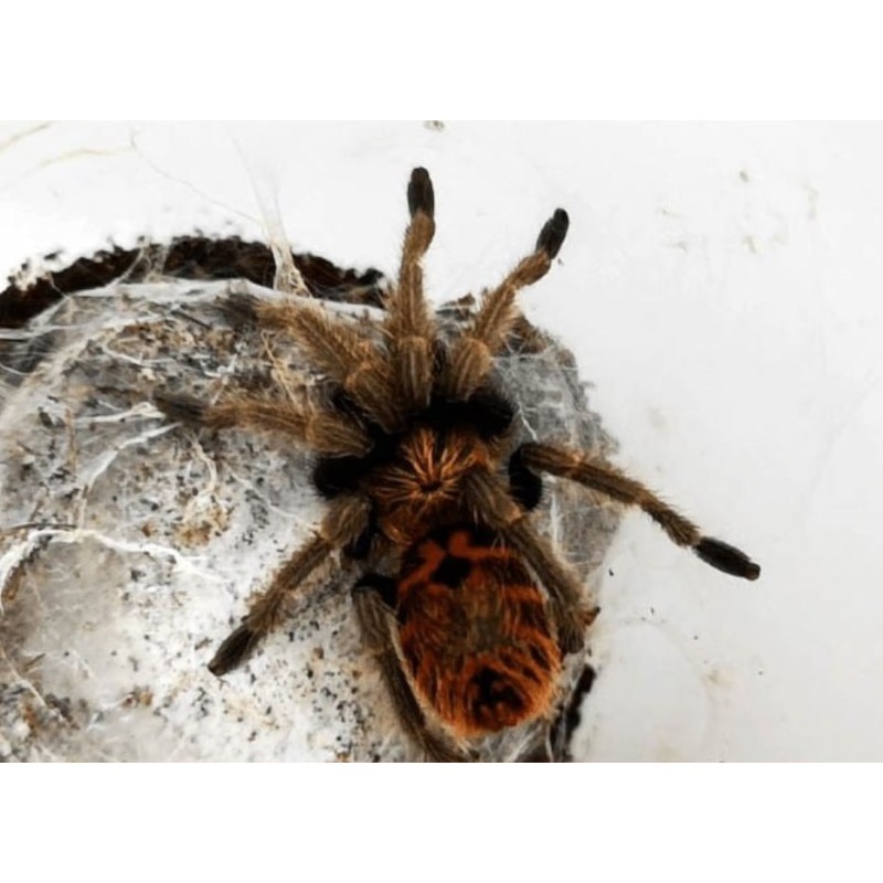 Chromatopelma cyaneopubescens ~ 2DC - samica | Ptaszniki | Vantis Terra Chromatopelma cyaneopubescens ~ 2DC - samica | Ptaszniki | Vantis Terra