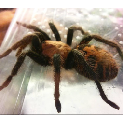 Davus fasciatus - samica - Subadult