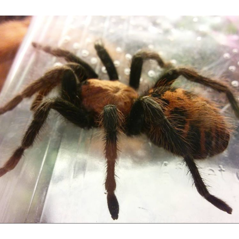 Davus fasciatus - samica -2 DC | Ptaszniki | Vantis Terra Davus fasciatus - samica -2 DC | Ptaszniki | Vantis Terra