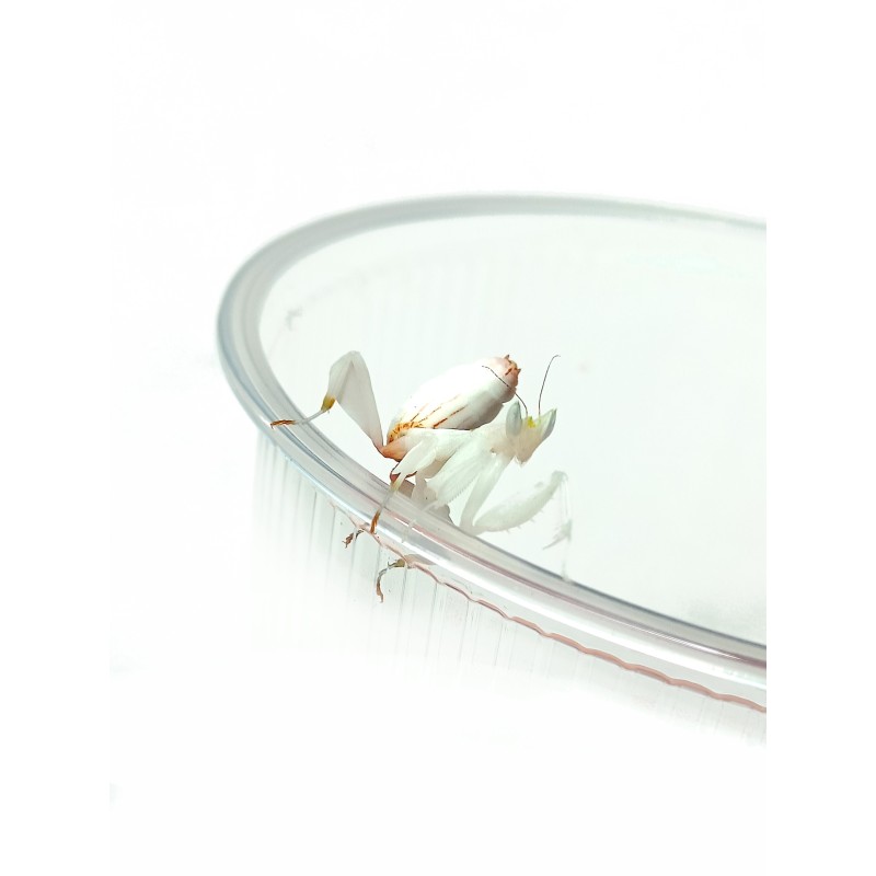 Modliszka storczykowa (Hymenopus coronatus) L2/3 | Modliszki | Vantis Terra Modliszka storczykowa (Hymenopus coronatus) L2/3 | Modliszki | Vantis Terra