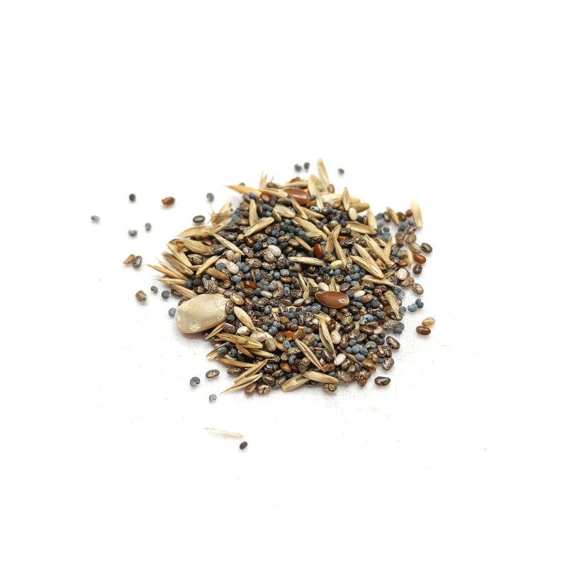 Nasiona 20g | Pokarm dla mrówek | Vantis Terra Nasiona 20g | Pokarm dla mrówek | Vantis Terra