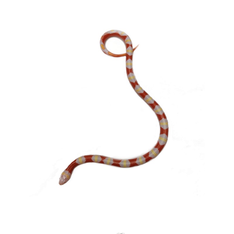 Rezerwacja Lancetogłów mleczny (Lampropeltis polyzona) ex Lampropeltis triangulum nelsoni - albino | Węże | Vantis Terra