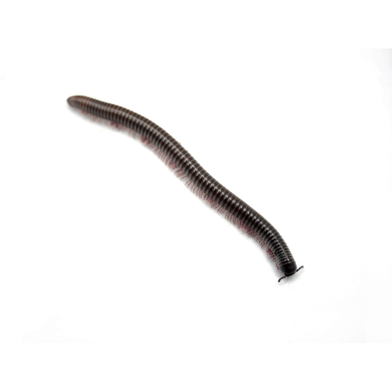 Krocionóg kenijski wij (Telodeinopus aoutii) - młode | Krocionogi | Vantis Terra Krocionóg kenijski wij (Telodeinopus aoutii) - młode | Krocionogi | Vantis Terra
