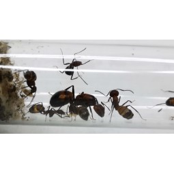 Mrówki | Vantis Terra