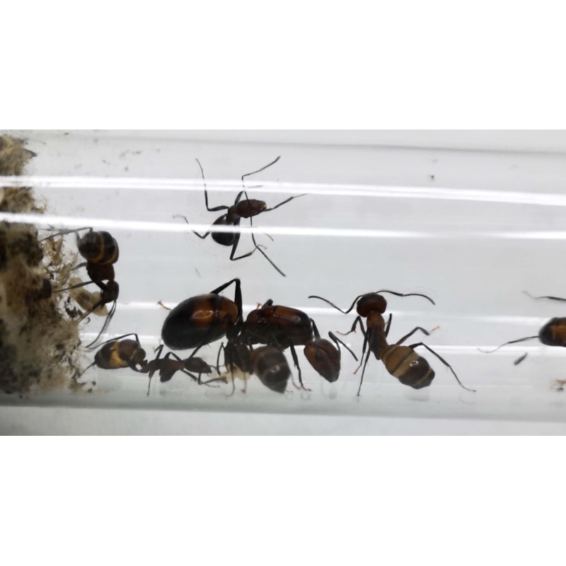 Camponotus nicobarensis | Mrówki | Vantis Terra Camponotus nicobarensis | Mrówki | Vantis Terra