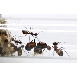 Camponotus nicobarensis | Mrówki | Vantis Terra