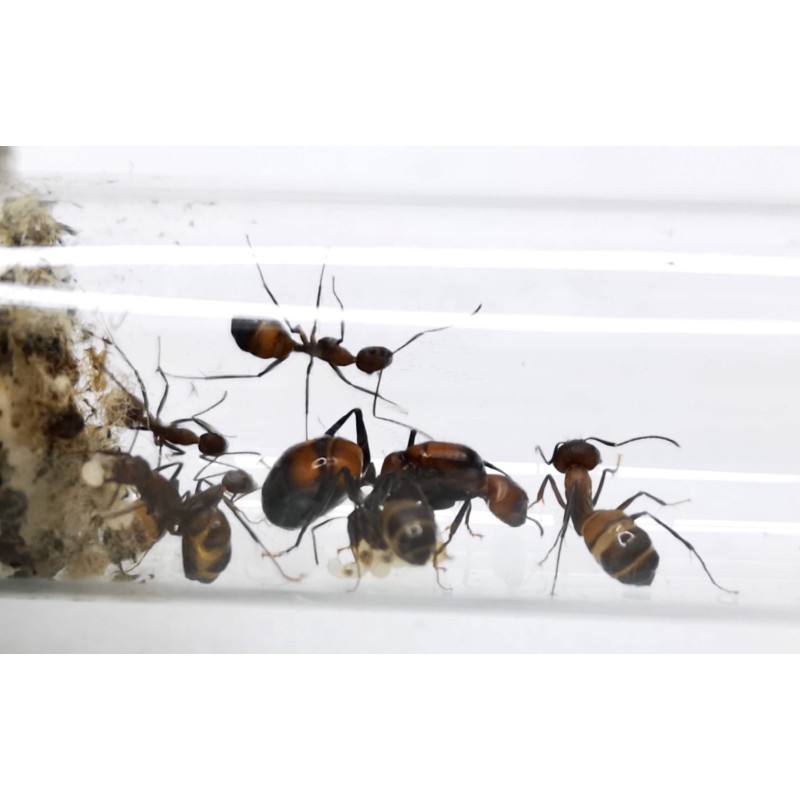 Camponotus nicobarensis | Mrówki | Vantis Terra Camponotus nicobarensis | Mrówki | Vantis Terra