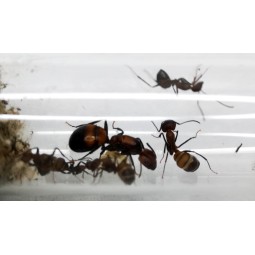 Camponotus nicobarensis | Mrówki | Vantis Terra