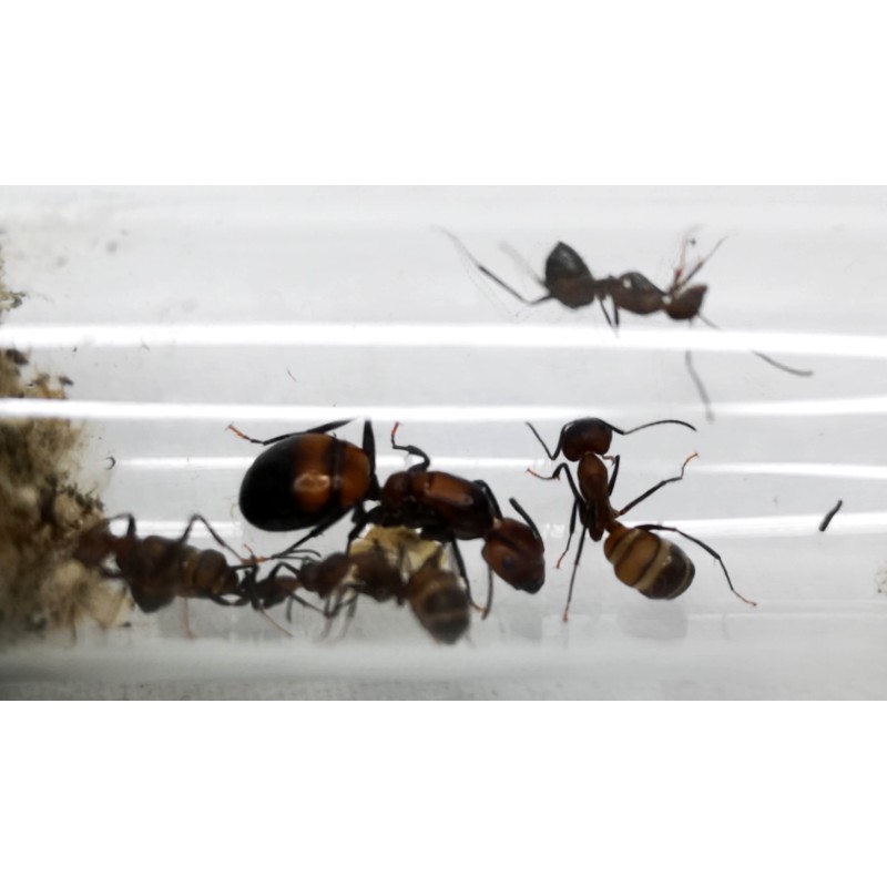Camponotus nicobarensis | Mrówki | Vantis Terra Camponotus nicobarensis | Mrówki | Vantis Terra