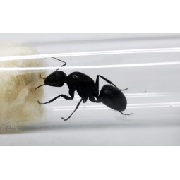 Camponotus japonicus