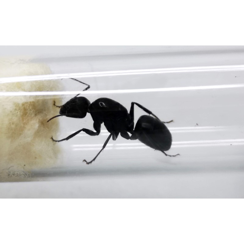 Camponotus japonicus | Mrówki | Vantis Terra