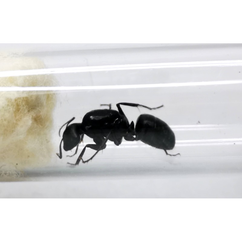 Camponotus japonicus | Mr&oacute;wki | Vantis Terra