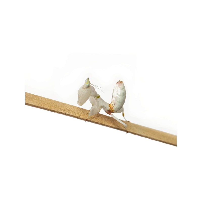 Modliszka storczykowa (Hymenopus coronatus) L2 | Modliszki | Vantis Terra