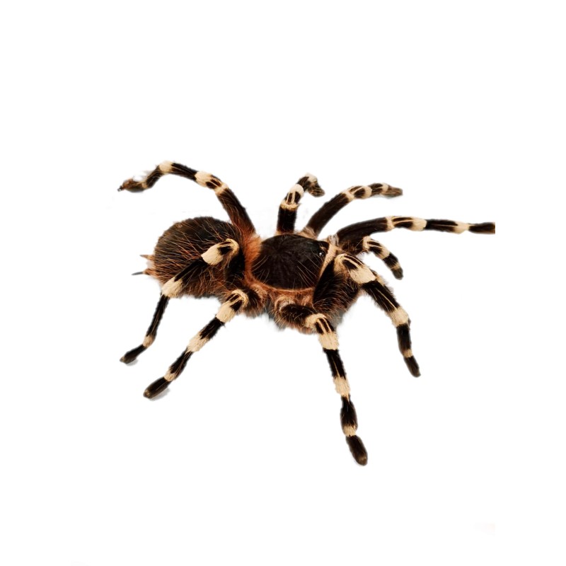 Acanthoscurria geniculata - 3DC Samica | Ptaszniki | Vantis Terra