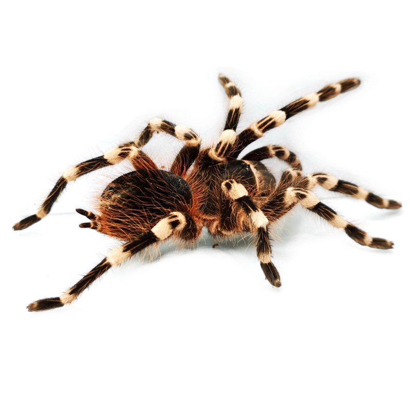 Acanthoscurria geniculata - 3DC samica | Ptaszniki | Vantis Terra Acanthoscurria geniculata - 3DC samica | Ptaszniki | Vantis Terra
