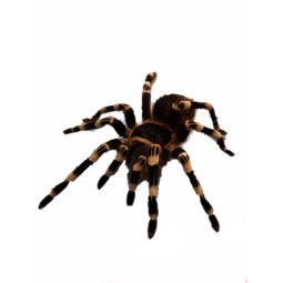 Acanthoscurria geniculata - 1 DC | Ptaszniki | Vantis Terra