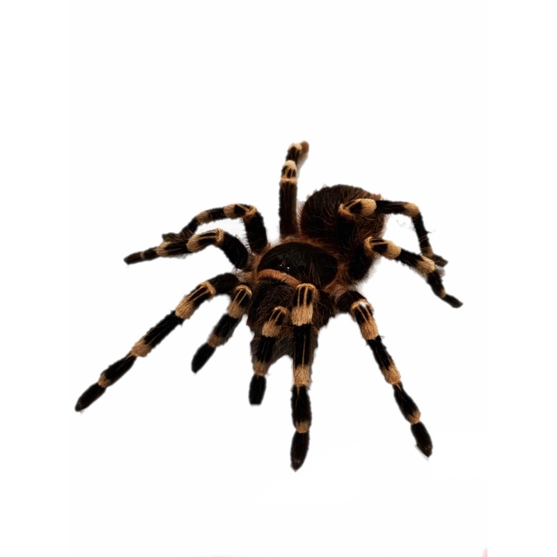 Acanthoscurria geniculata - 3DC samica | Ptaszniki | Vantis Terra Acanthoscurria geniculata - 3DC samica | Ptaszniki | Vantis Terra