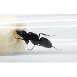 Camponotus japonicus | Mrówki | Vantis Terra