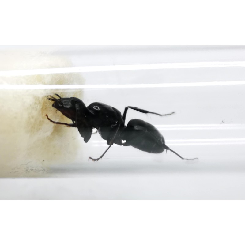 Camponotus japonicus | Mr&oacute;wki | Vantis Terra
